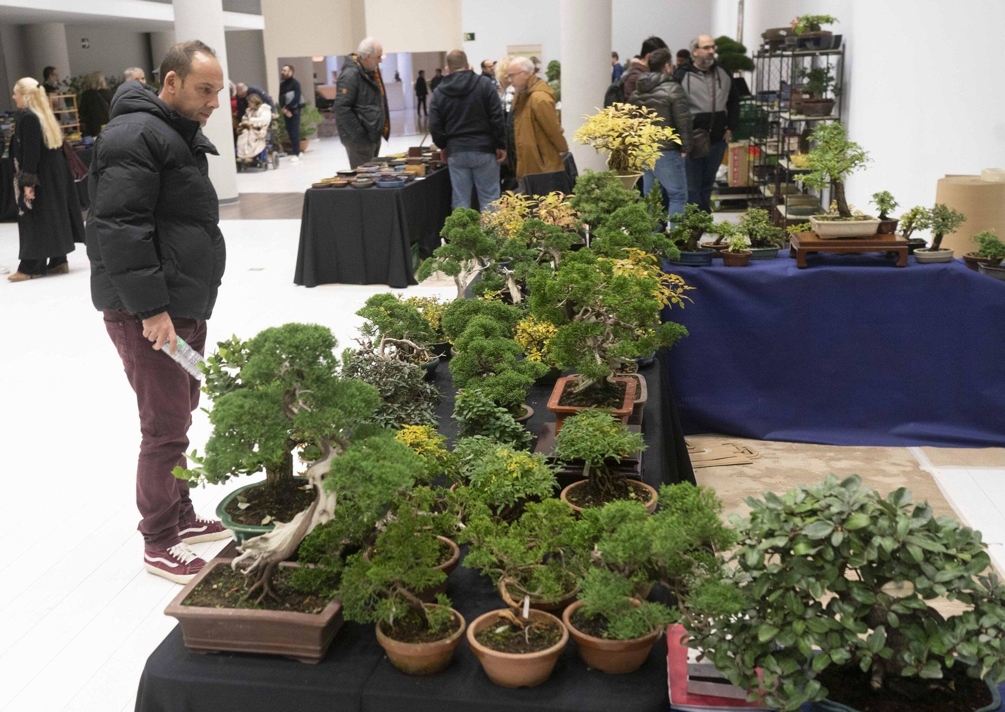 En imágenes: El arte del bonsái llega a Vitoria-Gasteiz