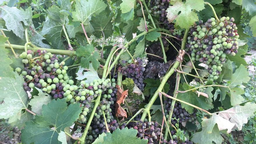 Luz verde a las ayudas frente al mildiu y al decreto para impulsar el terroir de Rioja Alavesa