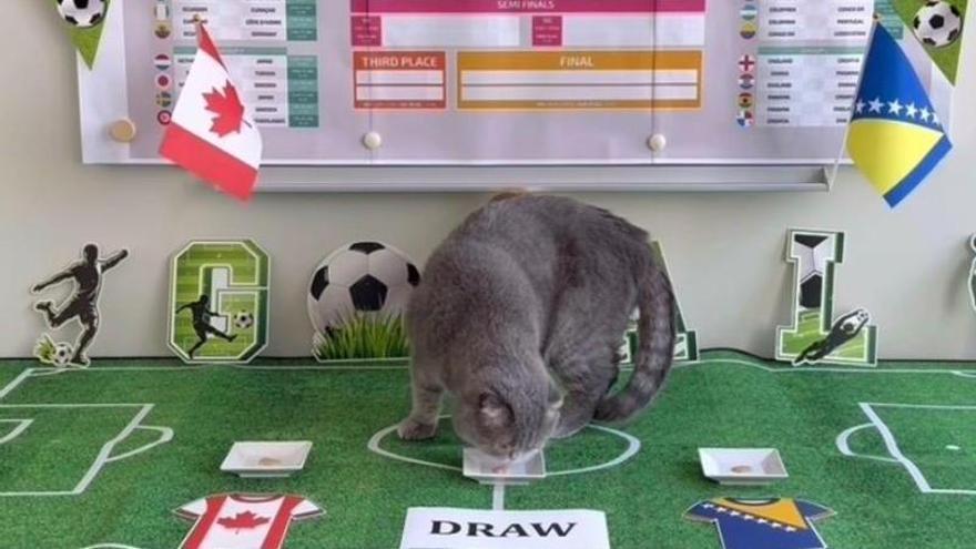 Maximus, el gato del primer ministro belga que aspira a ser el sucesor del pulpo Paul en el Mundial