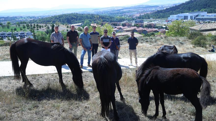 Pottokas contra el fuego en Olloki