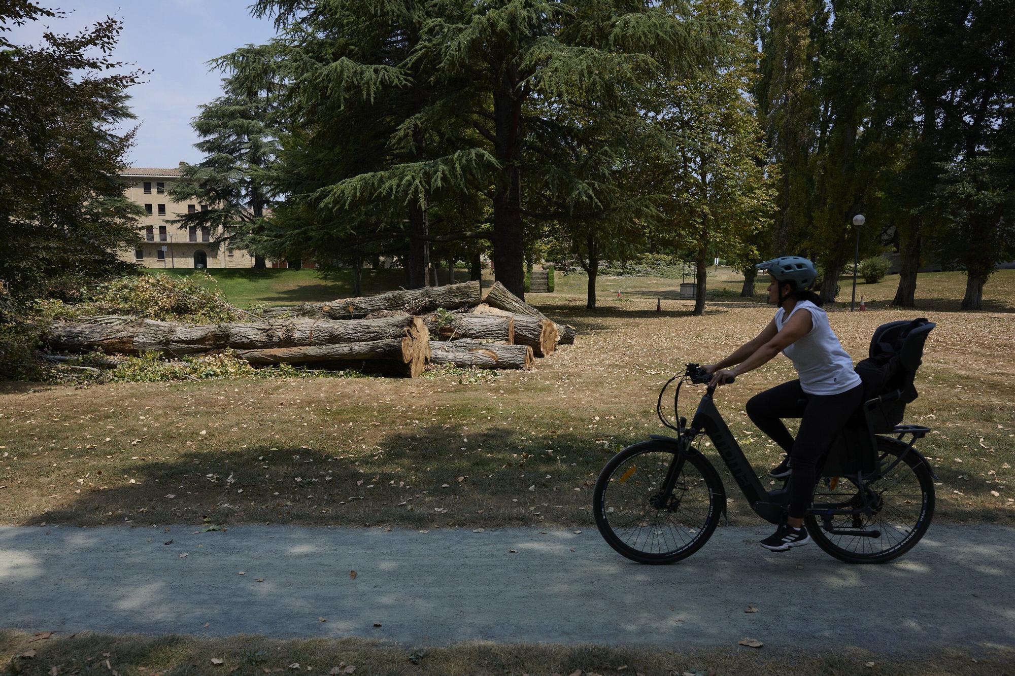Tala de árboles en la Universidad de Navarra