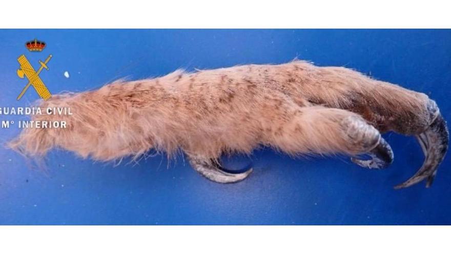 Detenidos dos vecinos de Pamplona en Soria con una garra de búho real