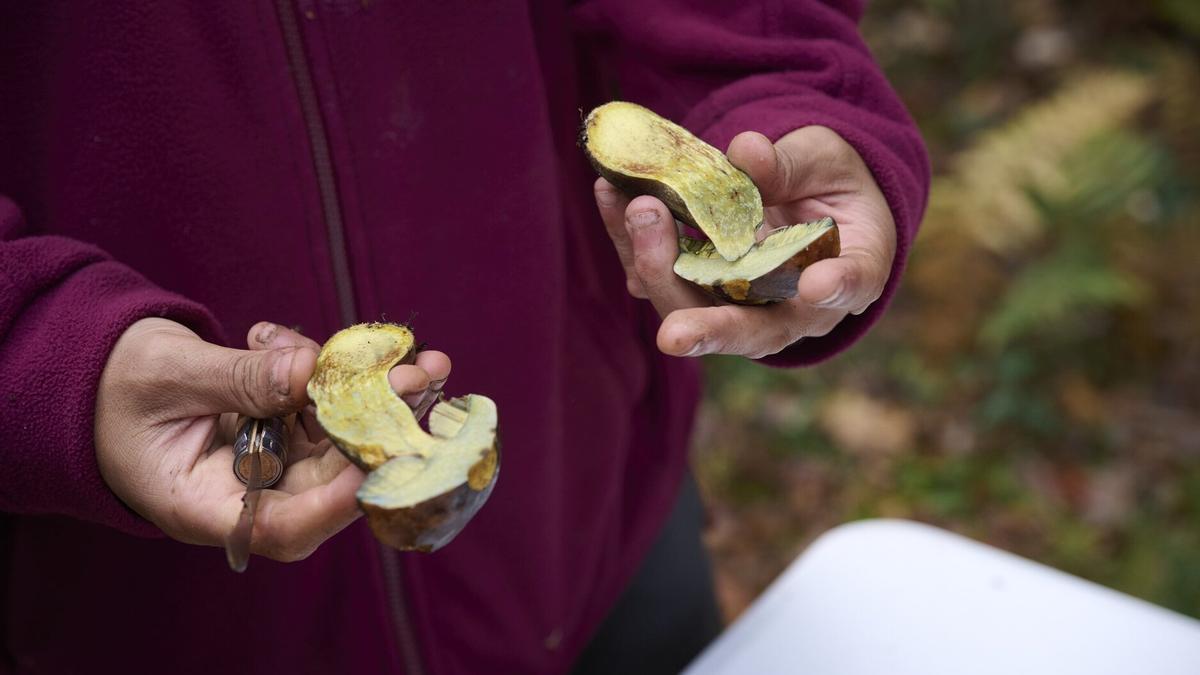 Los hongos serán protagonistas este sábado en Arantzazu.