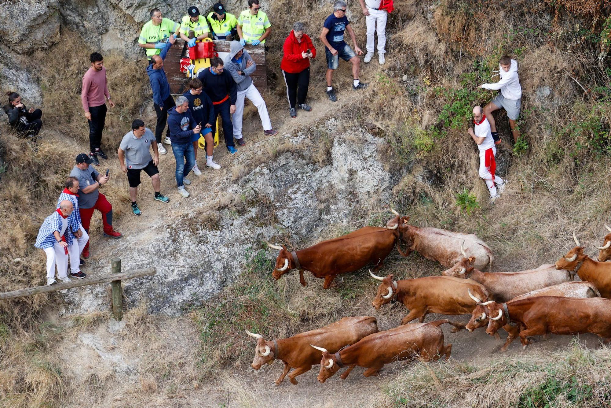 Fotos del quinto encierro del Pilón de Falces 2025 con vacas de Eulogio Mateo