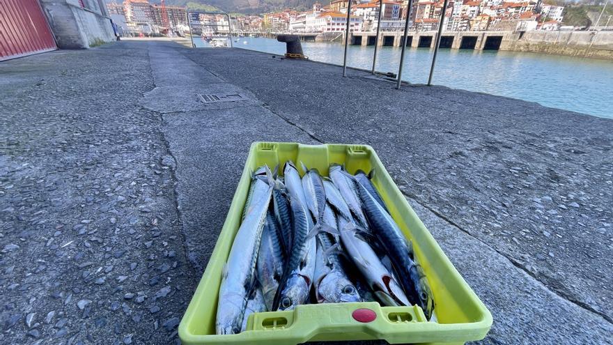 Campaña de verdel: crónica de un desastre anunciado