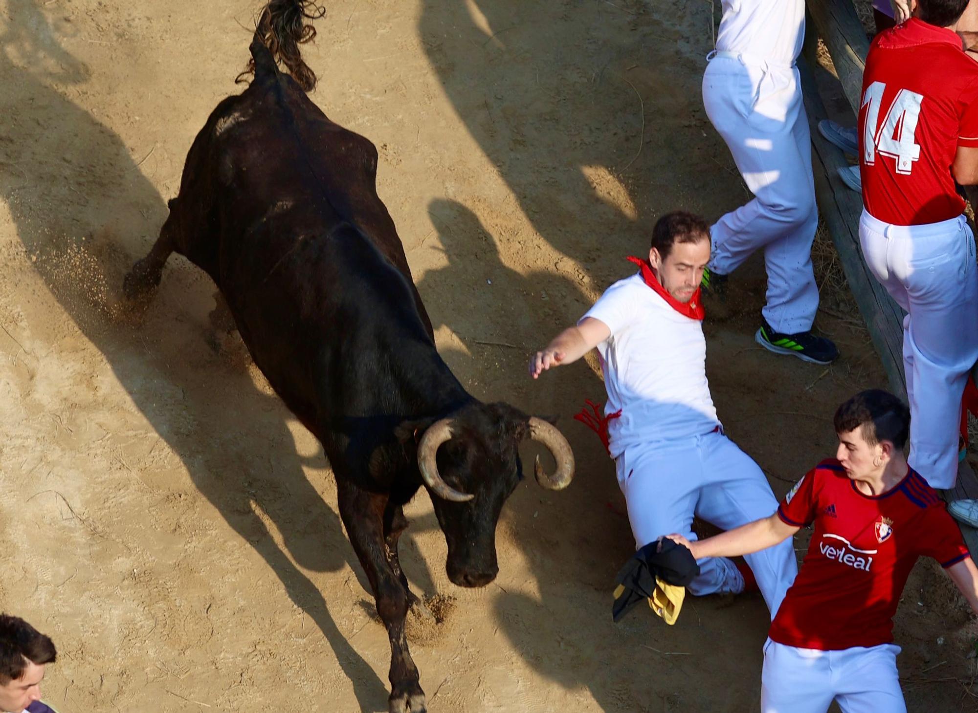 Fotos del último encierro del Pilón de Falces 2025