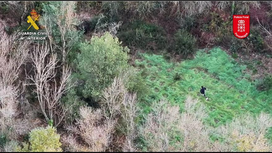 Desmantelada en Sangüesa una plantación de marihuana junto al río Aragón con casi 187 kilos incautados