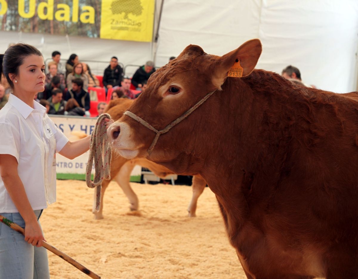 El campeonato de ganado Limusín de Bizkaia contó con 57 ejemplares.