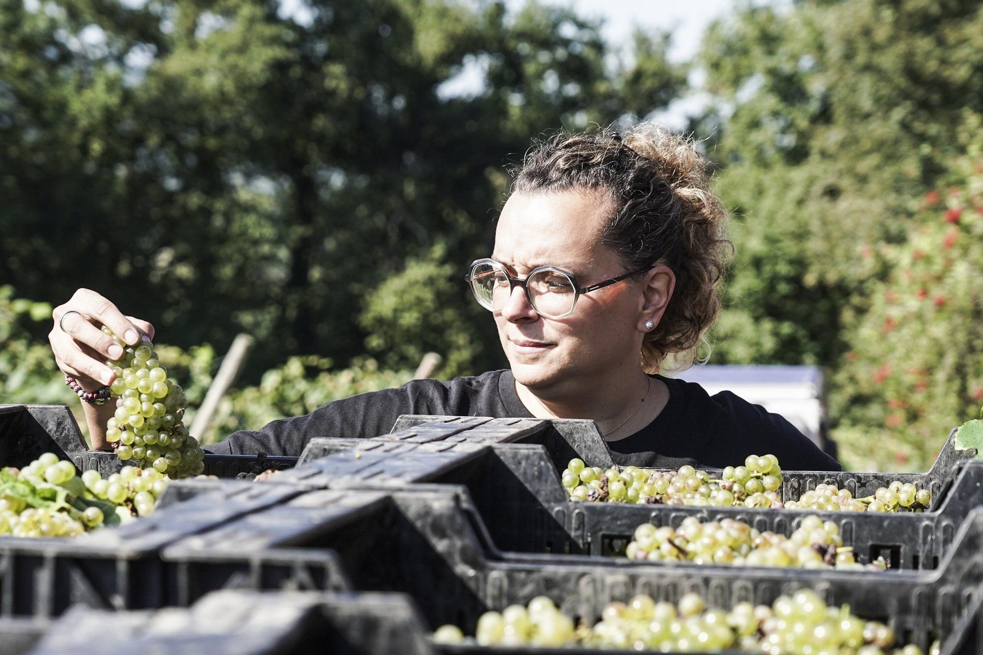 Las bodegas de Bizkaia afrontan una vendimia abierta a la esperanza