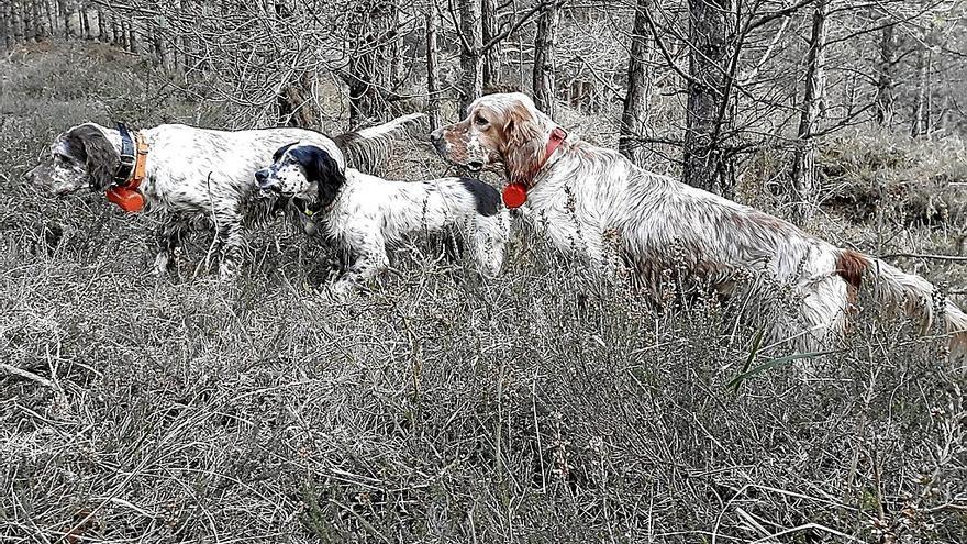 El Gobierno español aprueba el Proyecto de Ley de Protección de los Animales