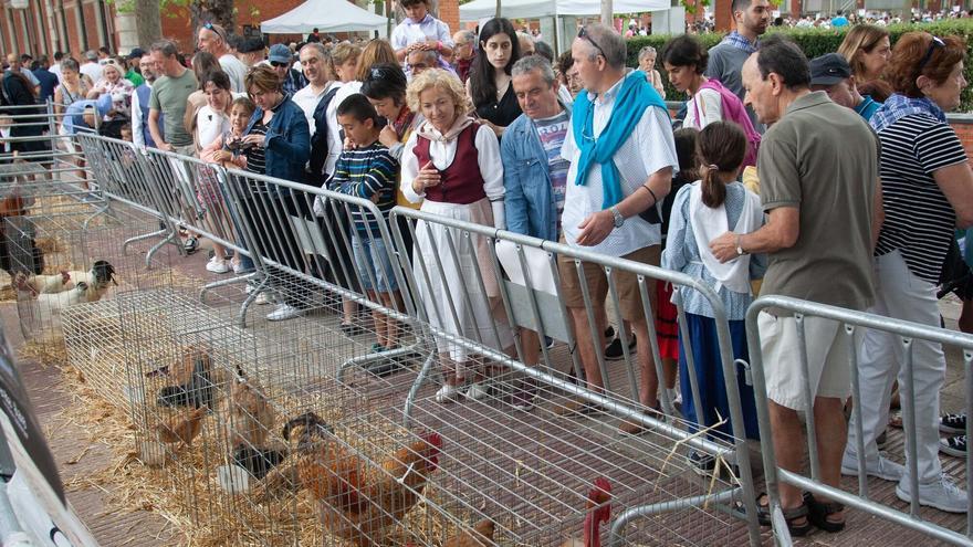 La feria agroganadera de Santiago rendirá tributo este viernes al sector cerealista alavés