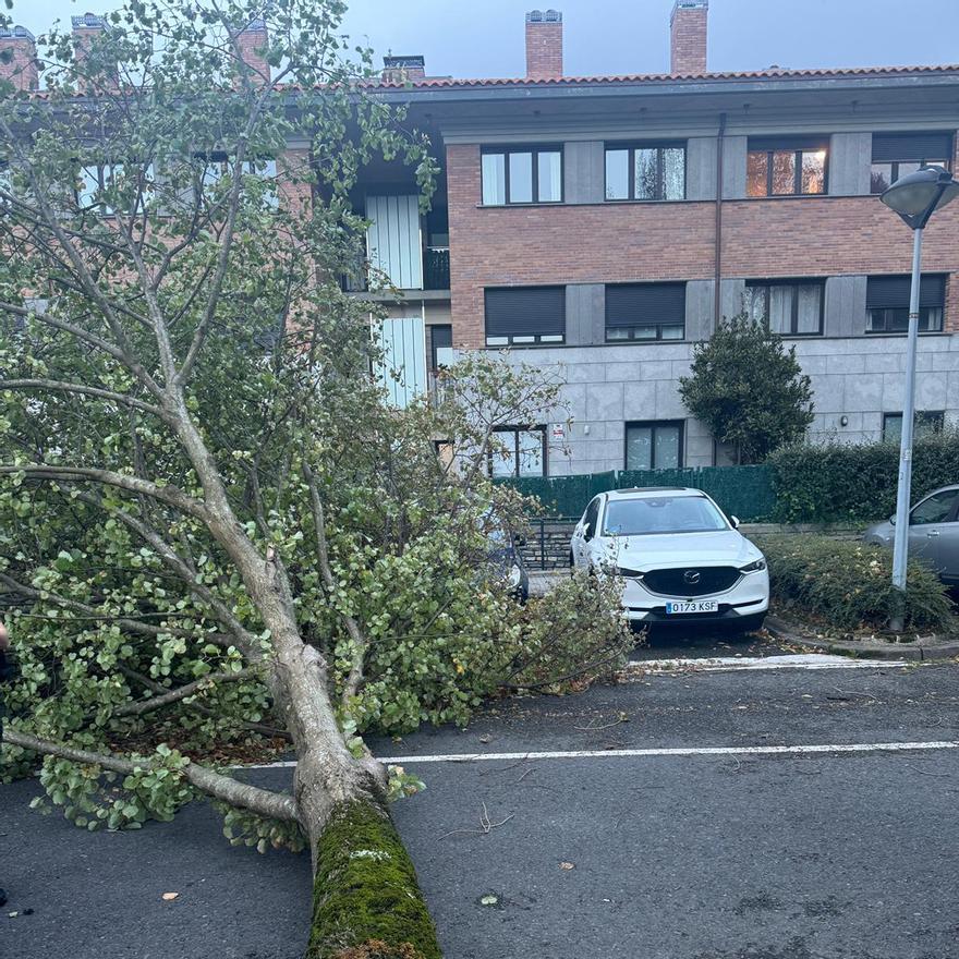 Árbol derribado en Aiete por el viento