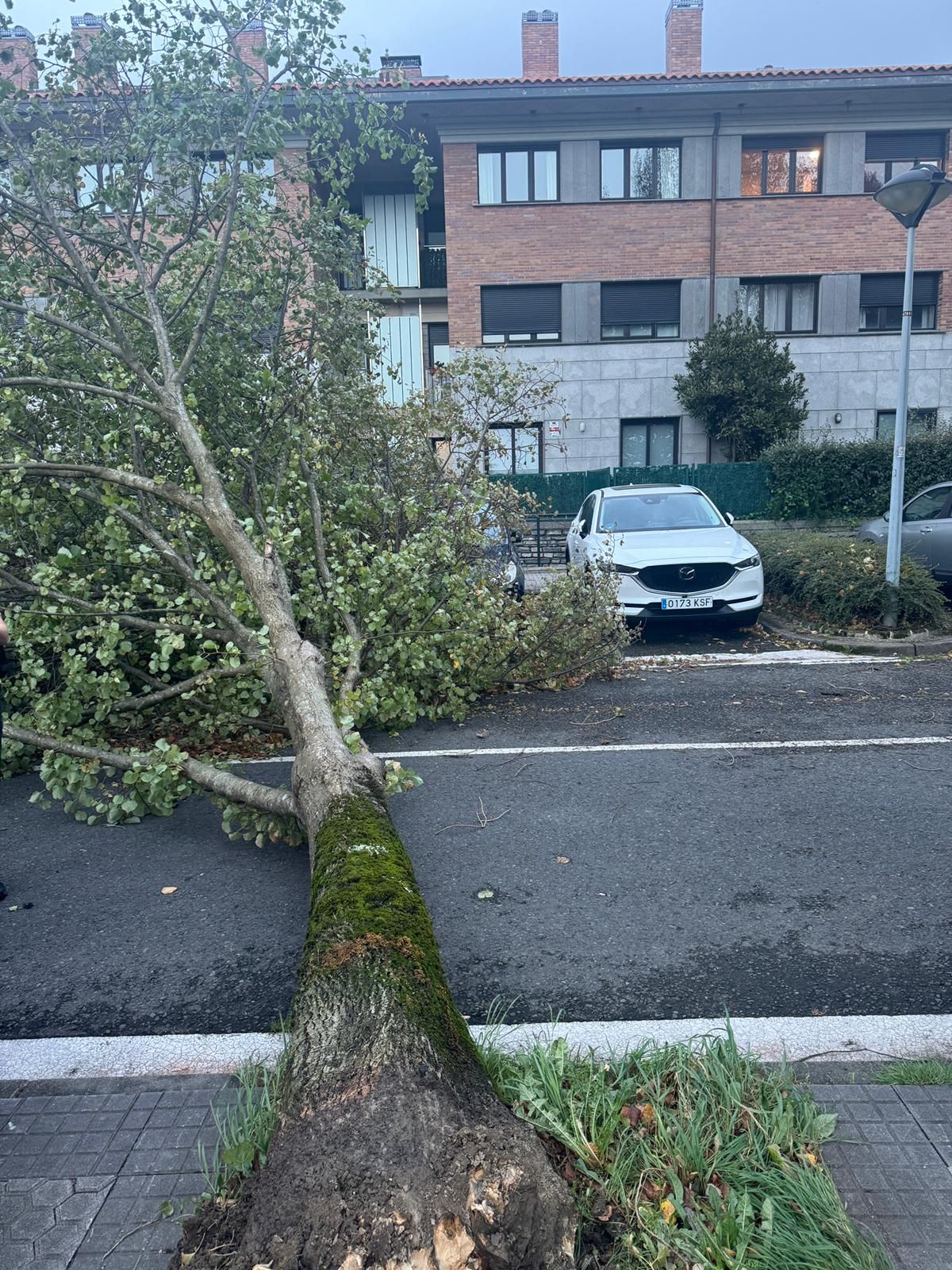 Árbol derribado en Aiete por el viento