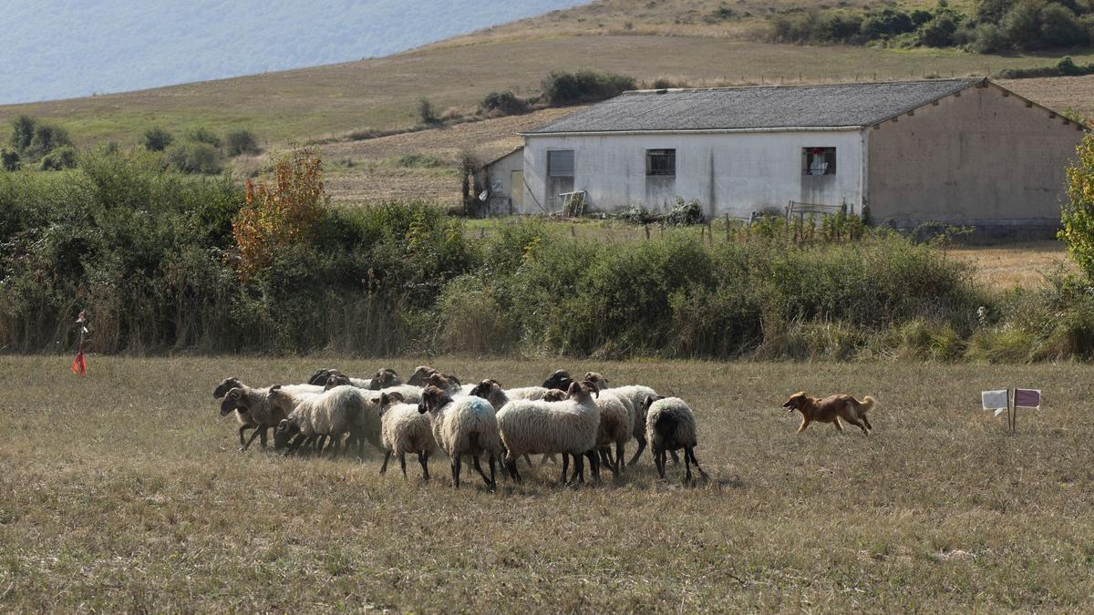En imágenes: LXI edición del Campeonato de Araba de Perro de Pastor