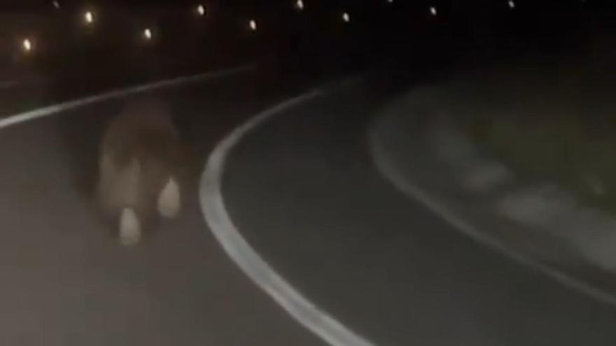 Avistan un oso pardo corriendo de madrugada por la carretera entre Otsagabia y Ezkaroze