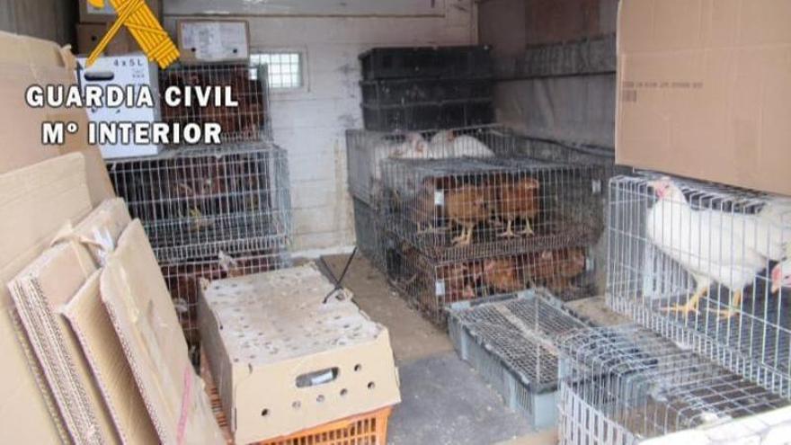 Sorprendido vendiendo aves sin control sanitario y en alerta por gripe aviar