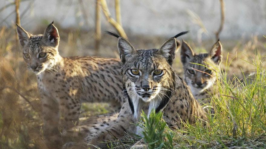 Los primeros linces ibéricos sueltos en Aragón exploran el Valle del Ebro