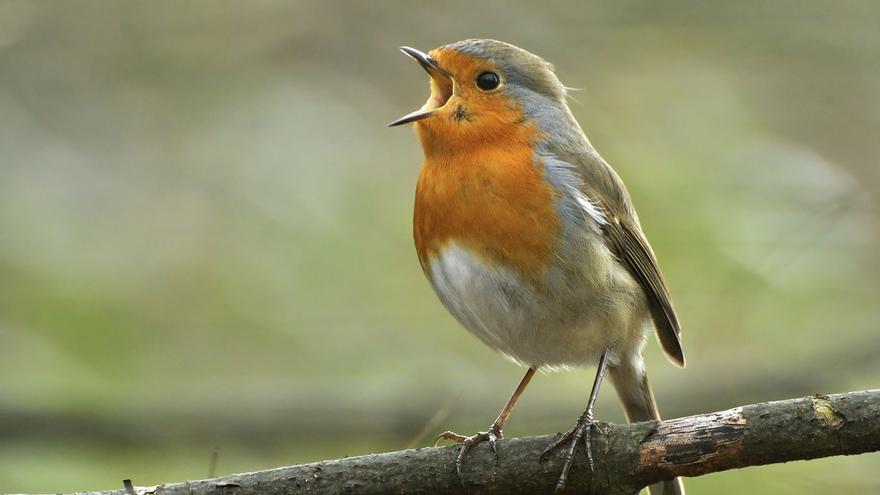'Conciertos de aves' y astronomía protagonizan las actividades estivales de los parques naturales de Álava