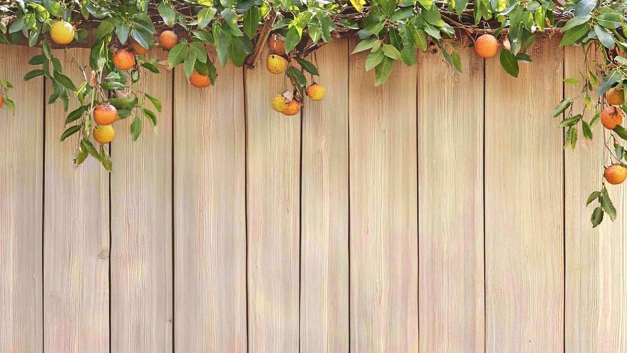 ¿Te puedes quedar con la fruta de un árbol de tu vecino si sus ramas invaden tu jardín?