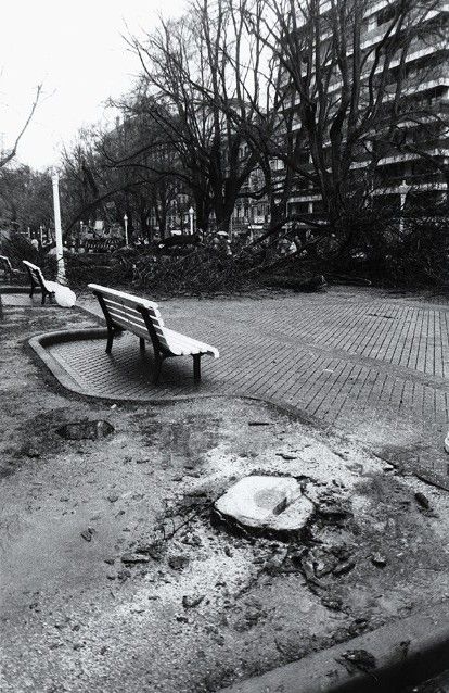 Se está procediendo a la tala de los olmos en 1986.  Foto: Mena (AMP)