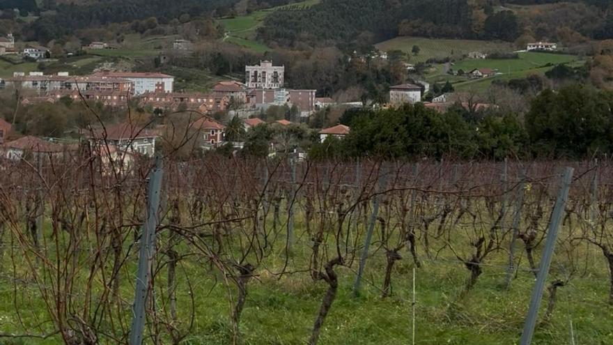 ¿Por qué se plantan rosales junto a los viñedos de txakoli?