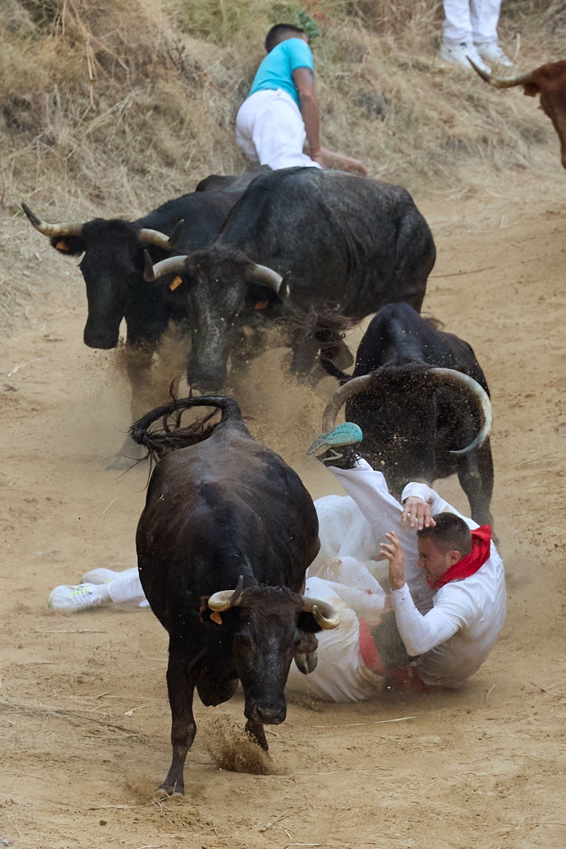 Fotos del tercer encierro del Pilón de Falces 2025