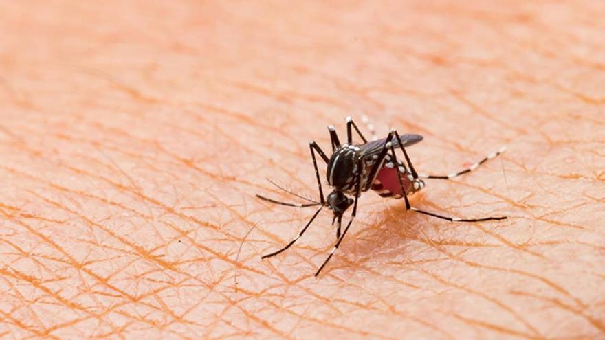 Adiós a los mosquitos: este es el mejor repelente casero para el verano, según una influencer