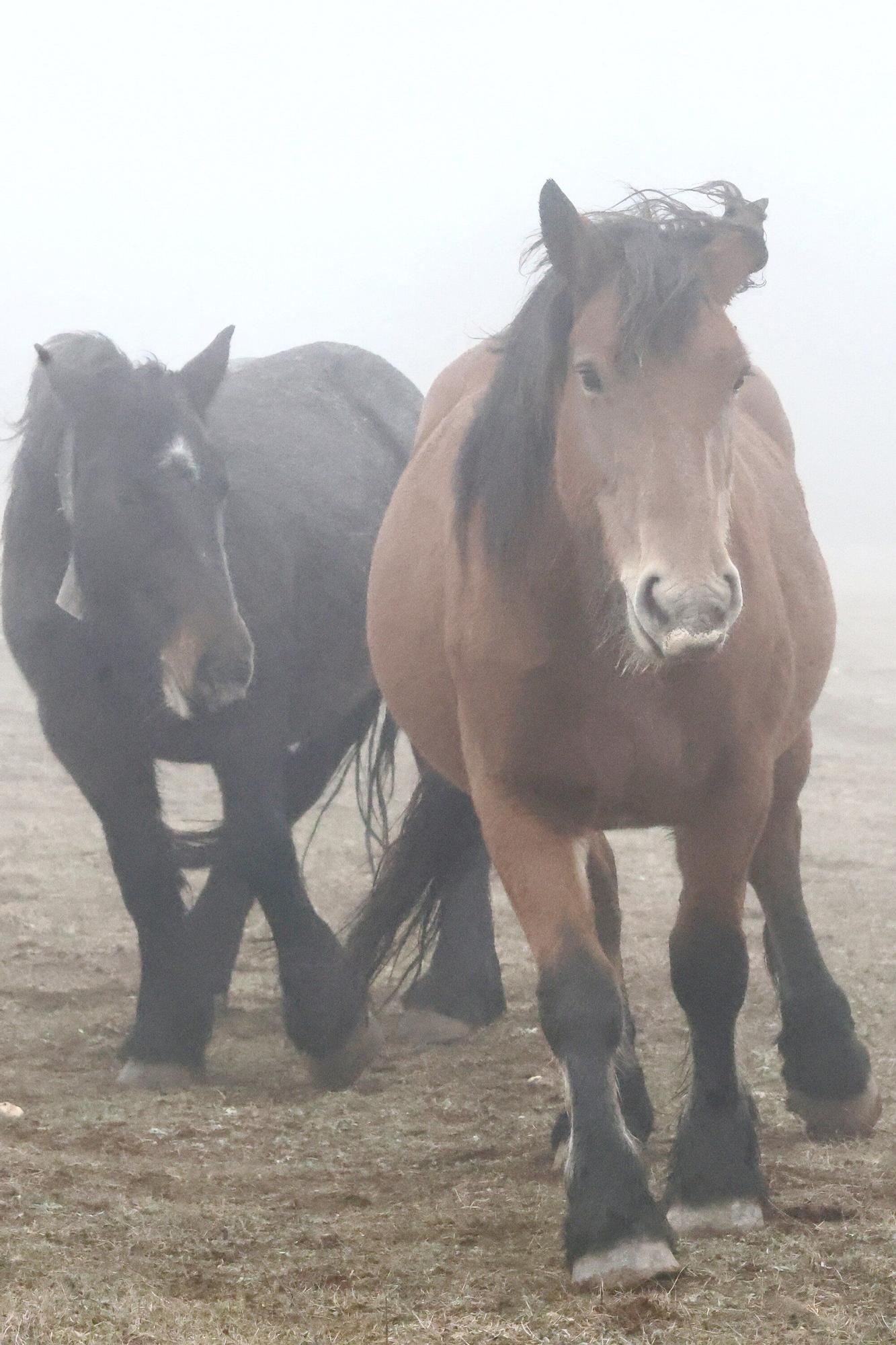 Reportaje a Raúl Rituerto, presidente de la Asociación alavesa de criadores de equino