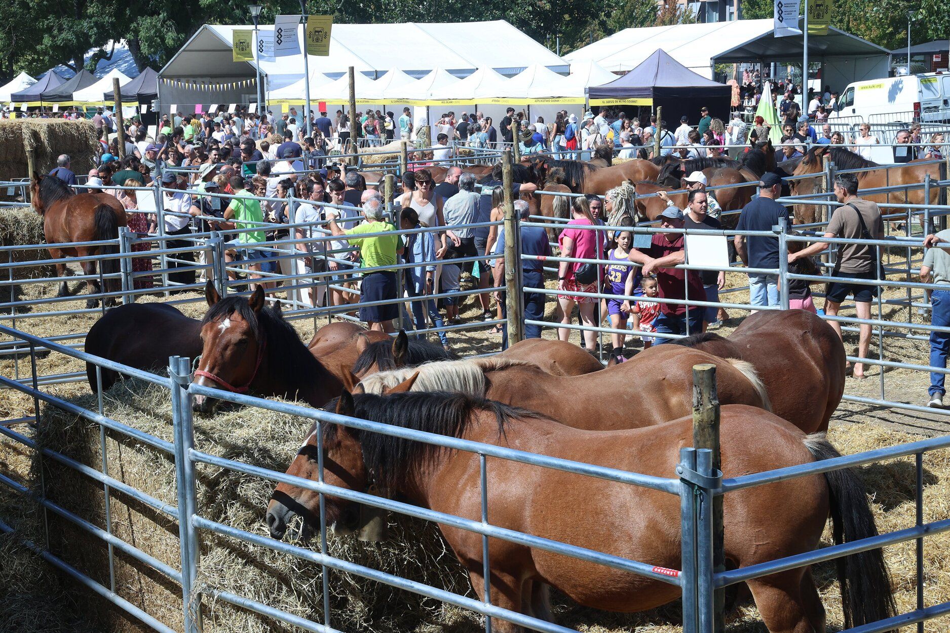Fotos de la feria de ganado autóctono este sábado en Pamplona