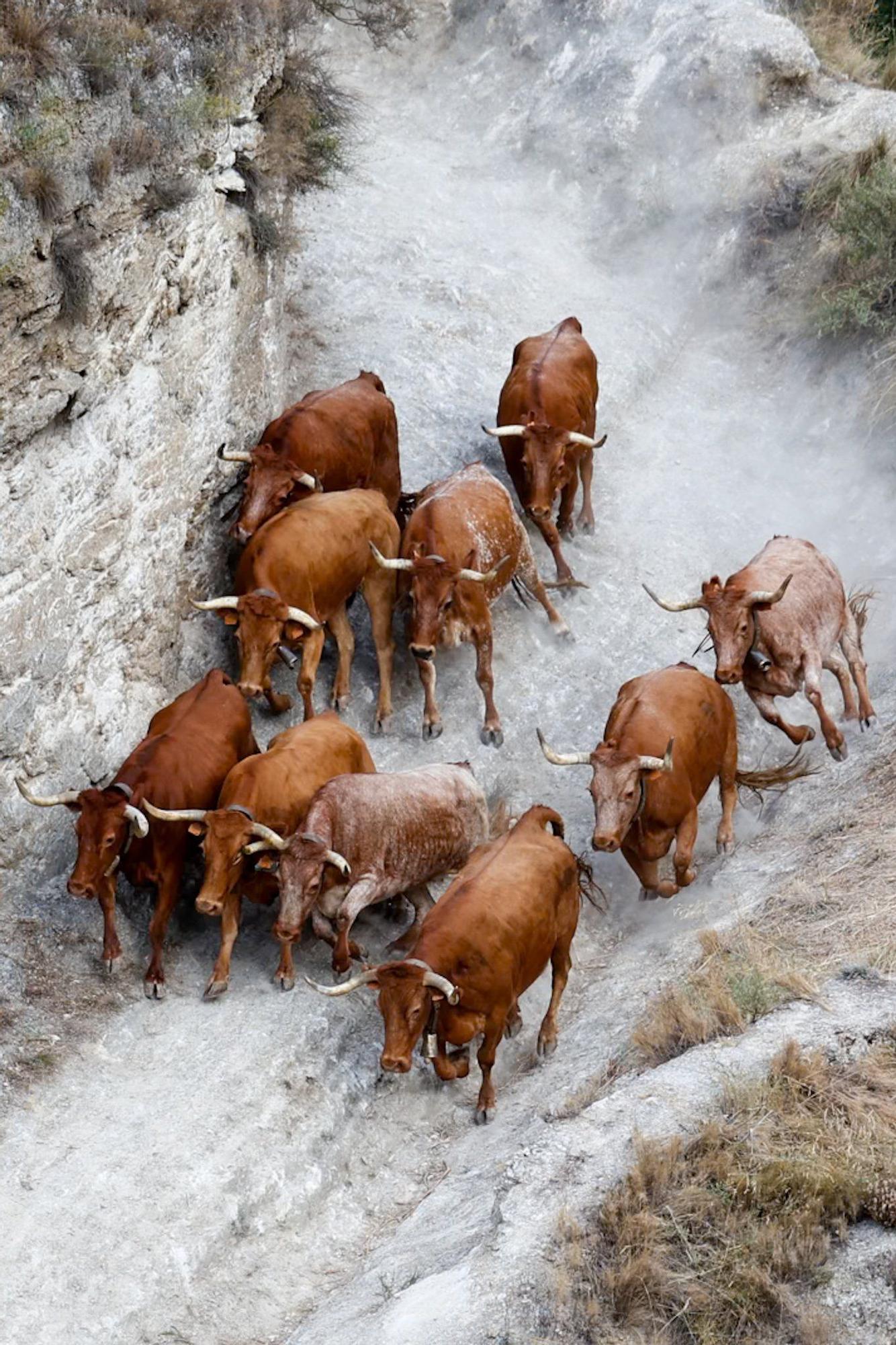 Fotos del quinto encierro del Pilón de Falces 2025 con vacas de Eulogio Mateo