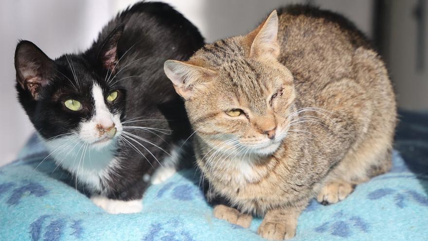 "Dejar en la calle a un gato dócil es condenarlo a morir"