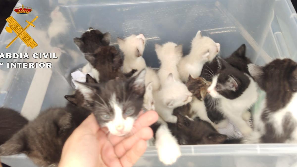 Crías de gato abandonadas que fueron recuperadas por la Guardia Civil.