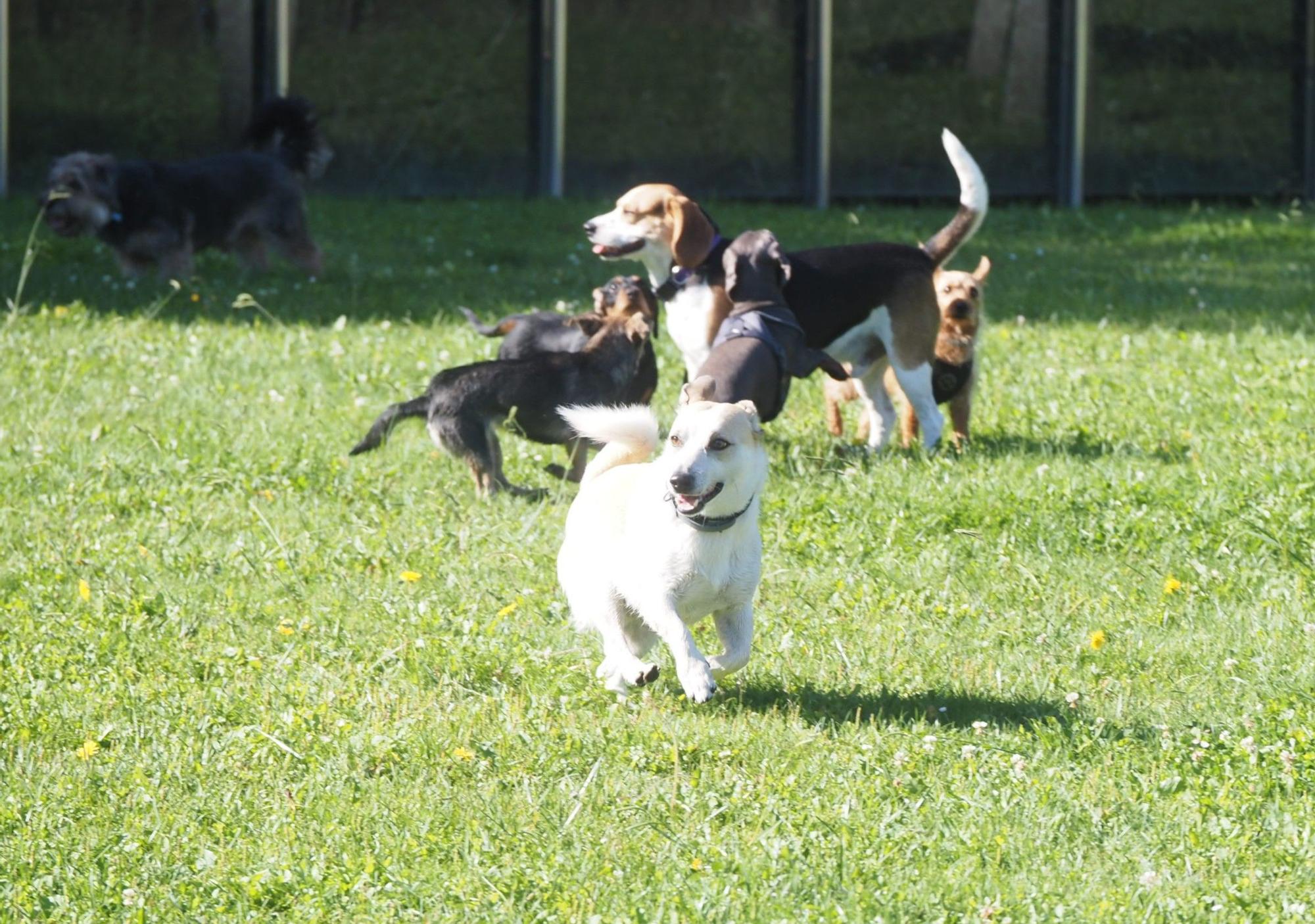 Las piscinas de Eibar han sido coto privado para los perros