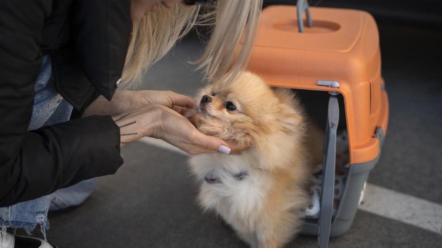 La justicia europea considera que los animales de compañía son parte del &quot;equipaje&quot; en los aviones