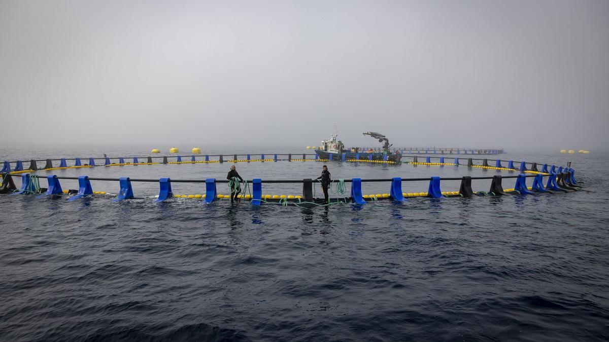 Visita a la primera granja marina para el engorde de atunes rojos del Cantábrico, instalada de forma experimental en aguas de Getaria