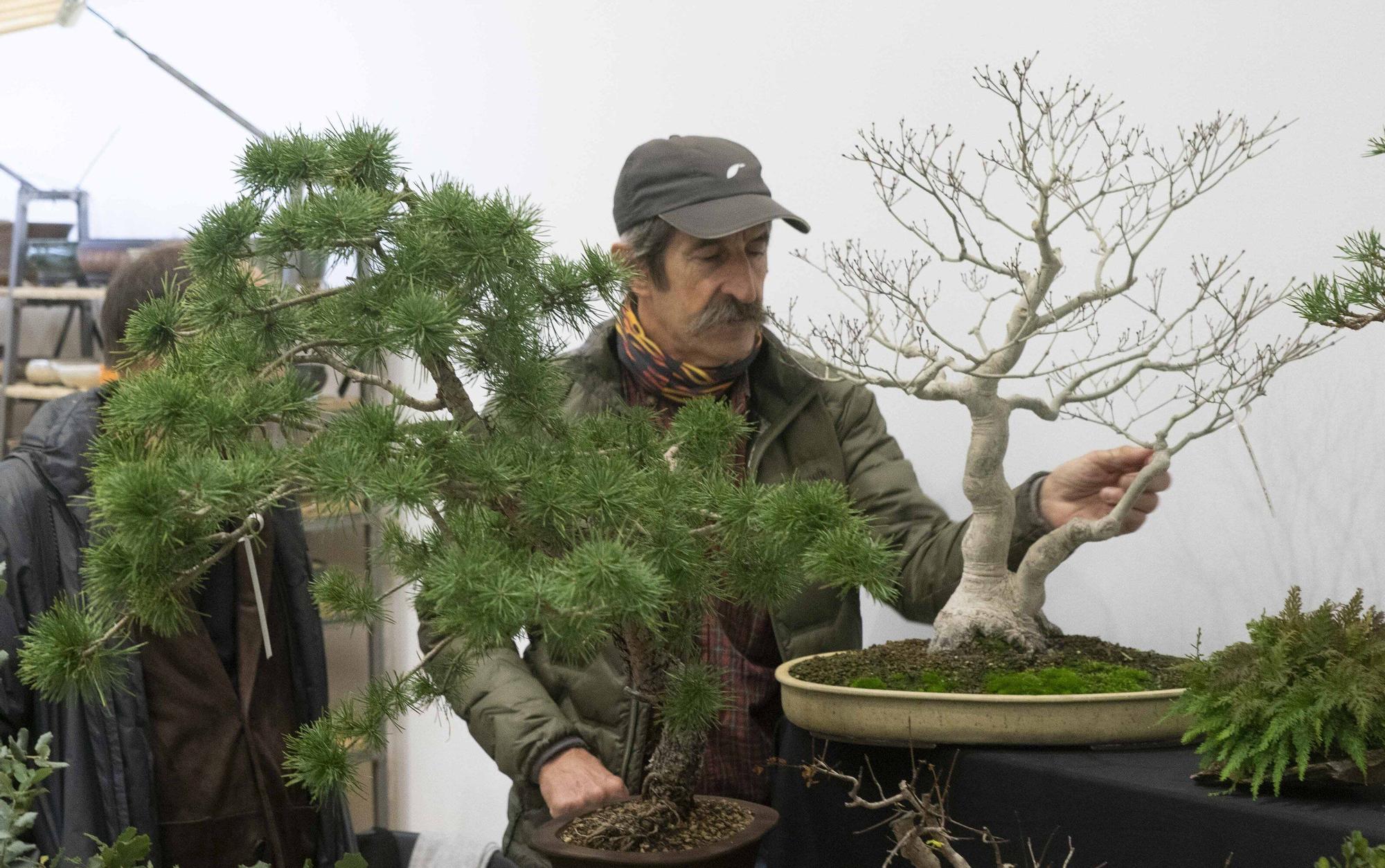 En imágenes: El arte del bonsái llega a Vitoria-Gasteiz