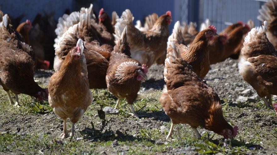 El confinamiento de aves de corral por gripe aviar afecta a seis municipios de Álava
