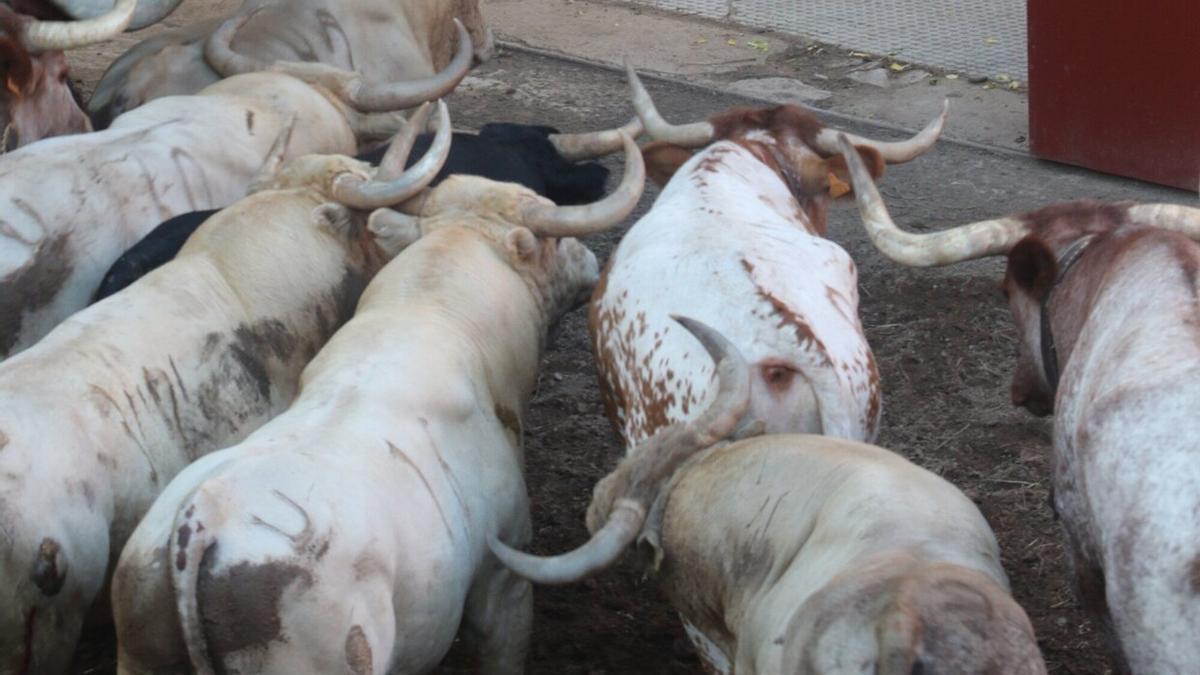 Los seis astados de Pietro de la Cal antes de salir de los corrales esta mañana.