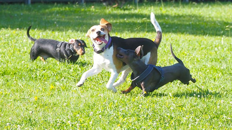 Deba pone en marcha una campaña para mejorar la convivencia entre personas y animales en sus calles