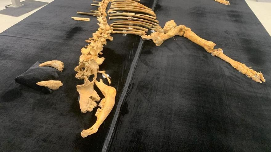 Hallado el esqueleto de un bisonte de hace 4.000 años en Urbasa: "Es un descubrimiento excepcional"